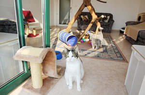 Katzen wohnliche Umgebung