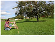 Hunde im Freigehege
    