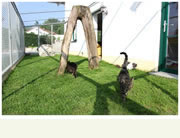 Katzenfreigehege
    