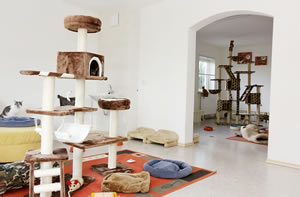 Katzenzimmer