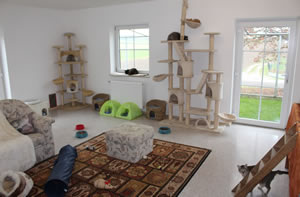 Katzenwohnzimmer