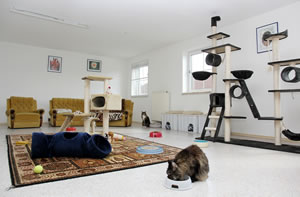 Katzenzimmer