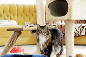 Katzenwohnzimmer